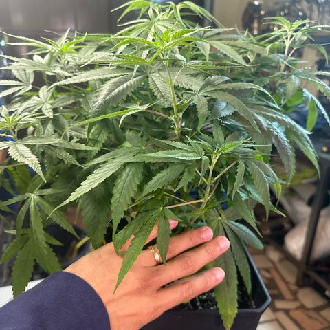Speedy Chile 2P growlog timeline photo