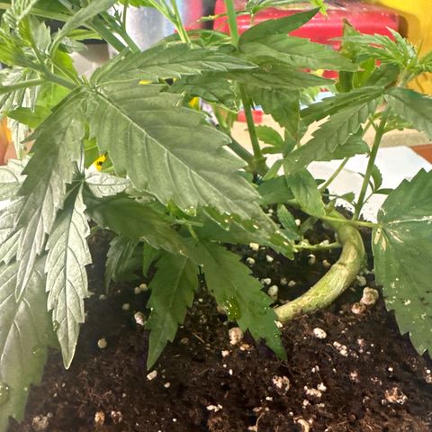 Special Kush 1 C growlog timeline photo