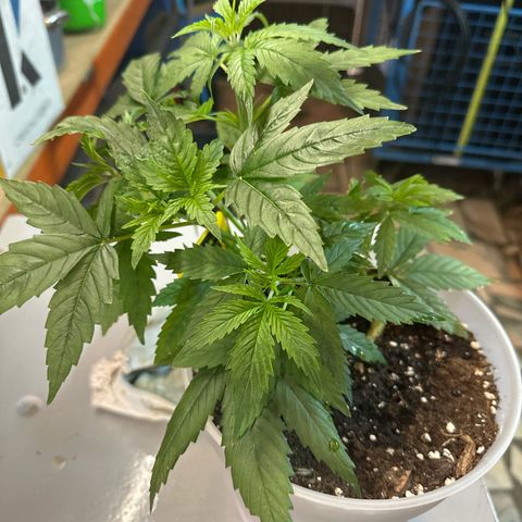 Special Kush 1 C growlog timeline photo