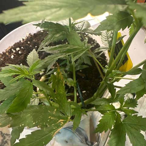 Special Kush 1 C growlog timeline photo
