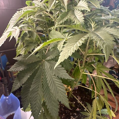 Gorilla Glue #4 P growlog timeline photo