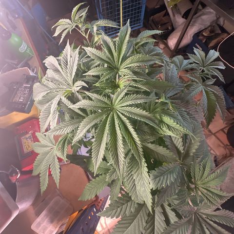 Gorilla Glue #4 P growlog timeline photo