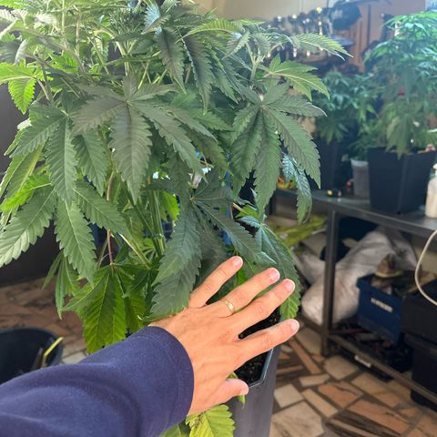 Gorilla Glue #4 P growlog timeline photo