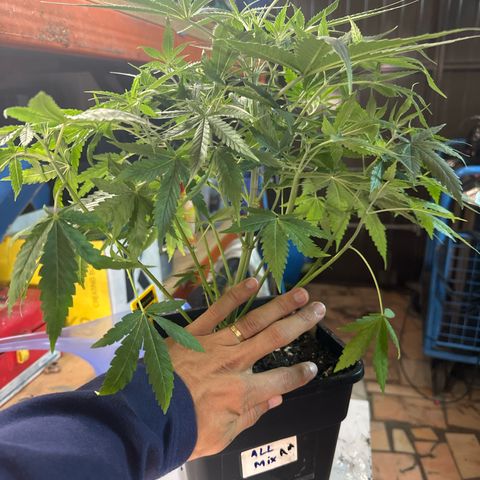 Speedy Chile 1C growlog timeline photo
