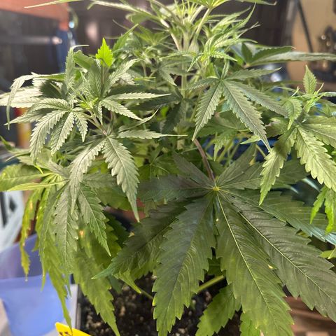 Speedy Chile 1C growlog timeline photo