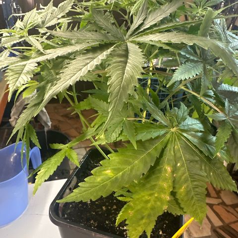 Speedy Chile 1C growlog timeline photo