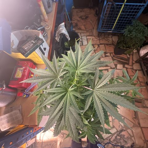 Speedy Chile 1C growlog timeline photo