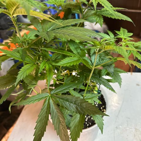 Special Kush 1 C growlog timeline photo