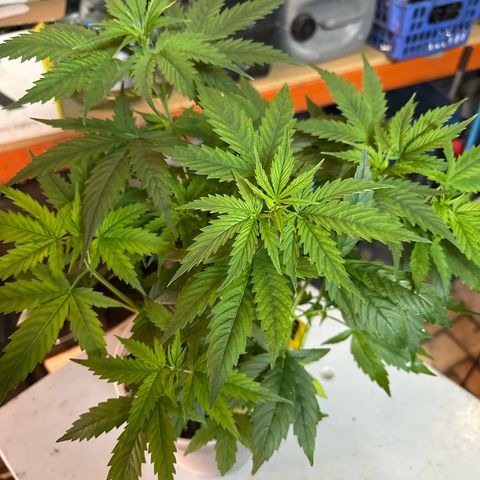 Special Kush 1 C growlog timeline photo