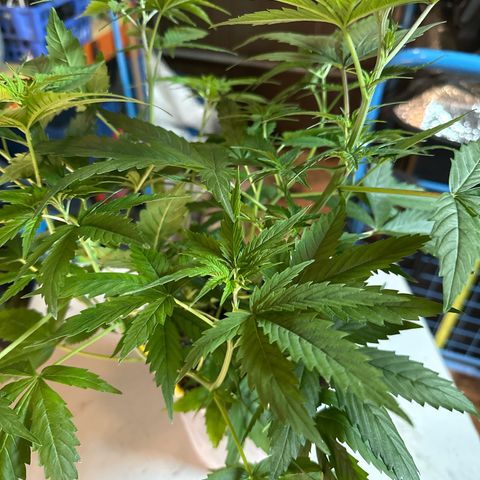 Special Kush 1 C growlog timeline photo