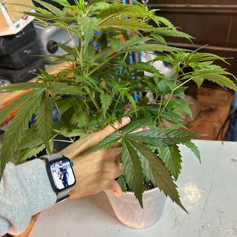 Special Kush 1 C growlog timeline photo