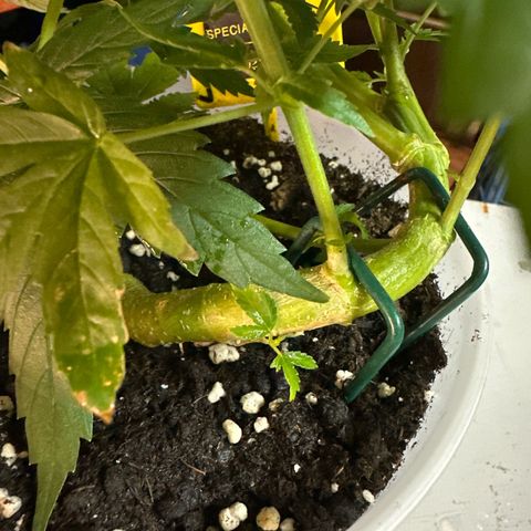 Special Kush 1 C growlog timeline photo