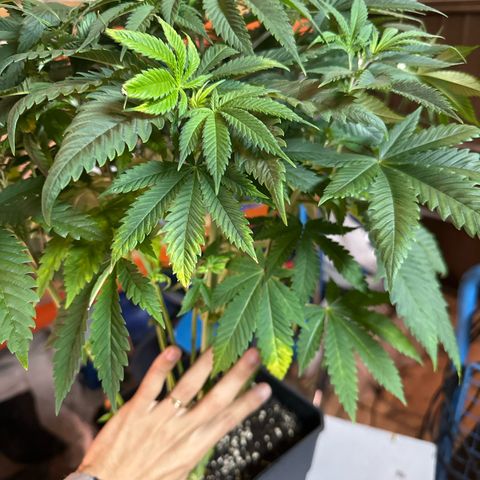 Gorilla Glue #4 P growlog timeline photo