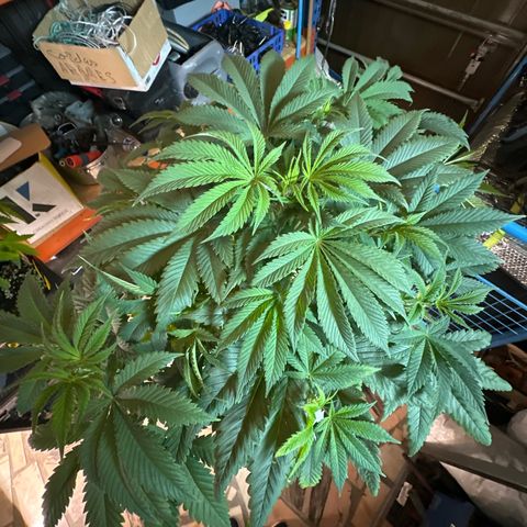 Gorilla Glue #4 P growlog timeline photo