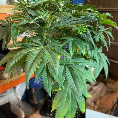Gorilla Glue #4 P growlog timeline photo