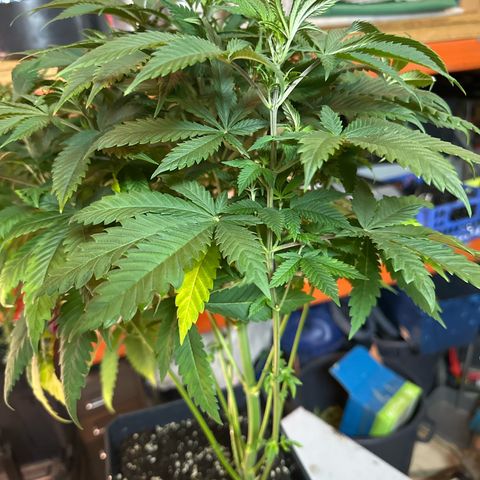 Gorilla Glue #4 P growlog timeline photo