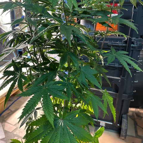 Gorilla Glue #4 C growlog timeline photo