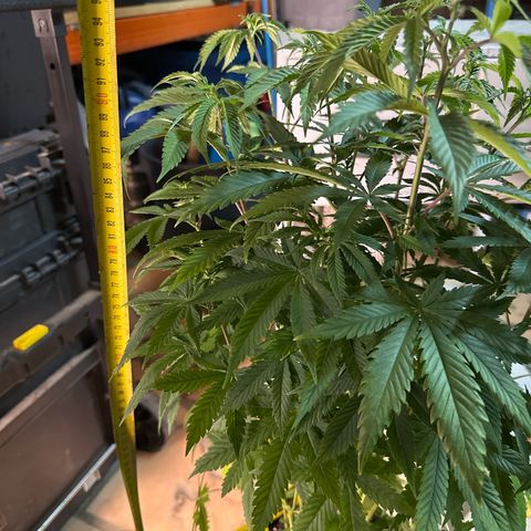 Gorilla Glue #4 C growlog timeline photo