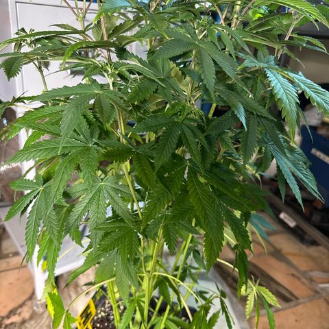 Gorilla Glue #4 C growlog timeline photo