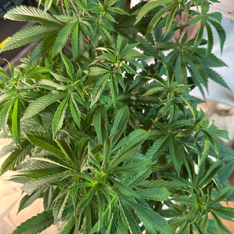 Gorilla Glue #4 C growlog timeline photo