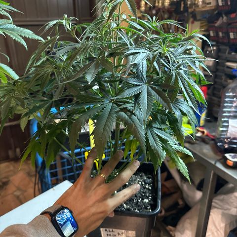 Speedy Chile 1C growlog timeline photo