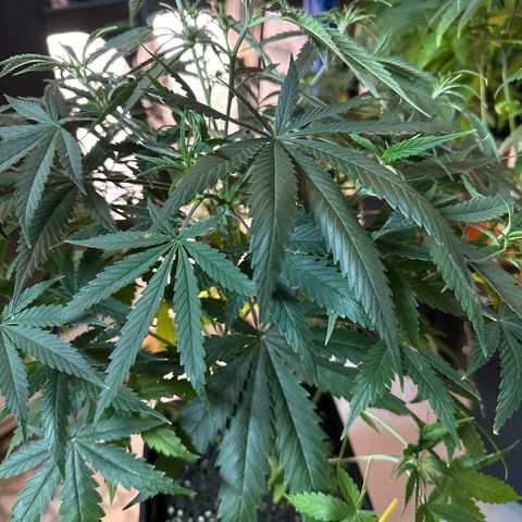 Speedy Chile 1C growlog timeline photo