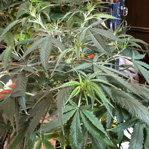 Speedy Chile 1C growlog timeline photo