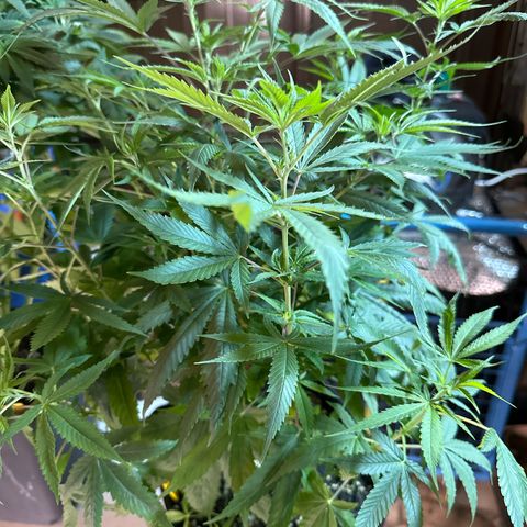 Speedy Chile 2P growlog timeline photo