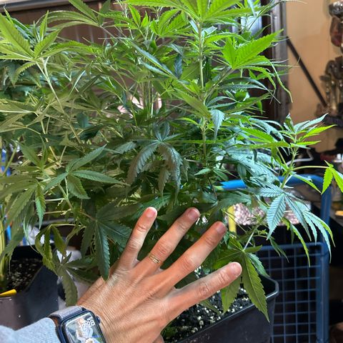 Speedy Chile 2P growlog timeline photo