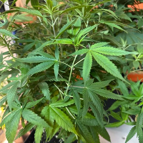 Speedy Chile 2P growlog timeline photo