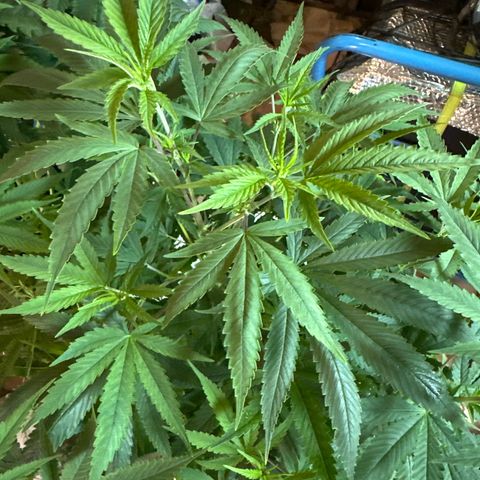 Speedy Chile 2P growlog timeline photo