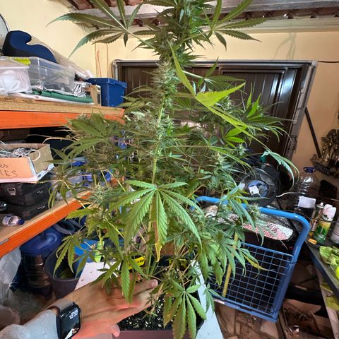 Northern Lights Auto 2 P growlog timeline photo