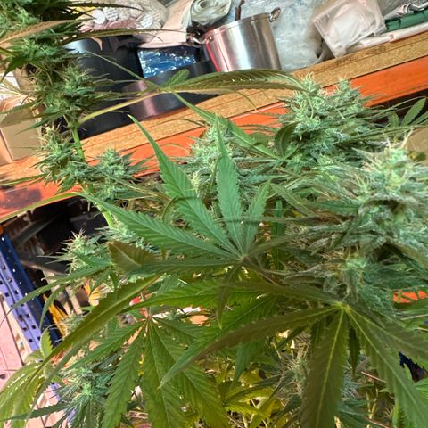 Northern Lights Auto 2 P growlog timeline photo