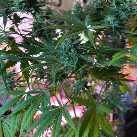 Northern Lights Auto 2 P growlog timeline photo