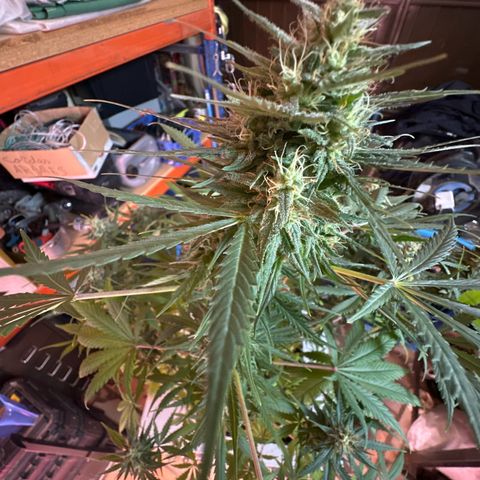 Northern Lights Auto 2 P growlog timeline photo