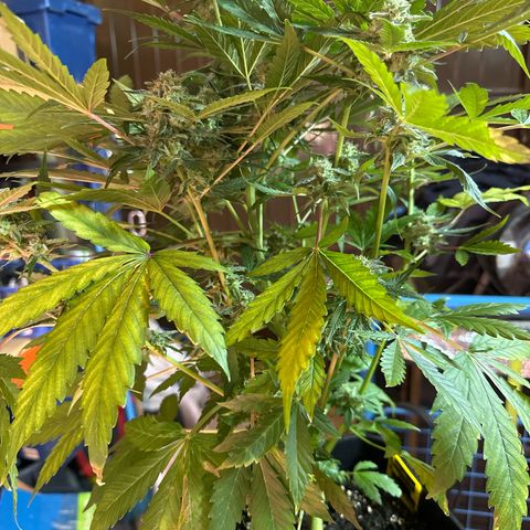 Northern Light Auto 3 PC growlog timeline photo