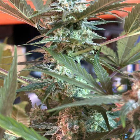 Northern Light Auto 3 PC growlog timeline photo