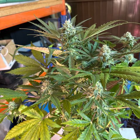 Northern Light Auto 3 PC growlog timeline photo