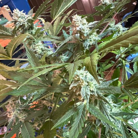 Northern Light Auto 3 PC growlog timeline photo
