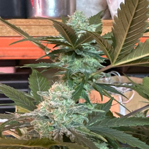 Northern Light Auto 3 PC growlog timeline photo