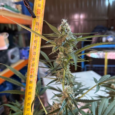 Medusa F1/2 PC growlog timeline photo