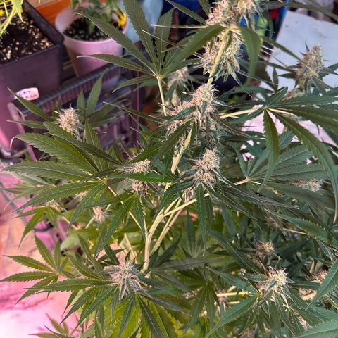 Medusa F1/2 PC growlog timeline photo