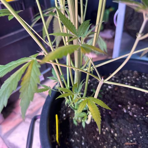 Medusa F1/2 PC growlog timeline photo