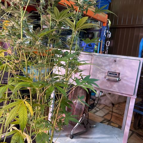 Medusa F1 P growlog timeline photo