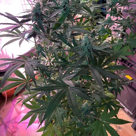 Medusa F1 P growlog timeline photo