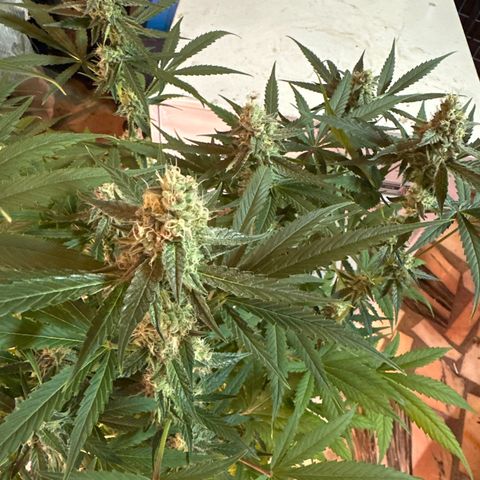 Medusa F1 P growlog timeline photo