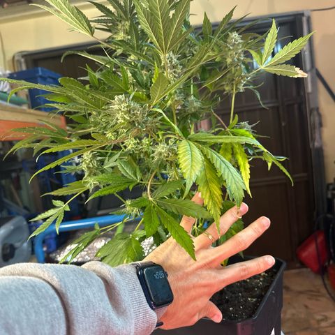 Northern Light Auto 3 PC growlog timeline photo