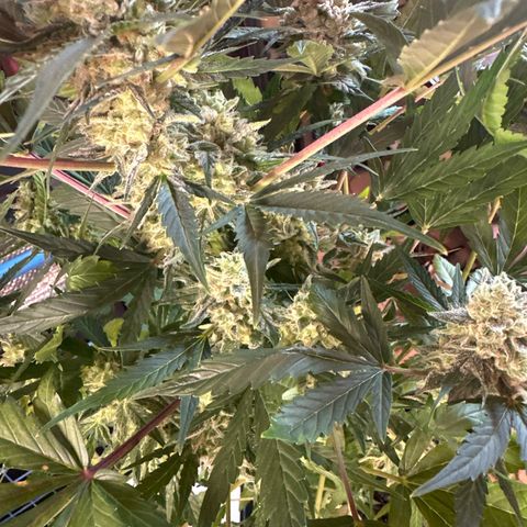Northern Light Auto 3 PC growlog timeline photo