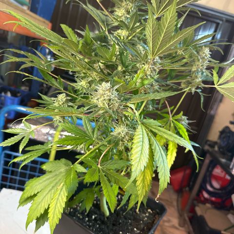 Northern Light Auto 3 PC growlog timeline photo