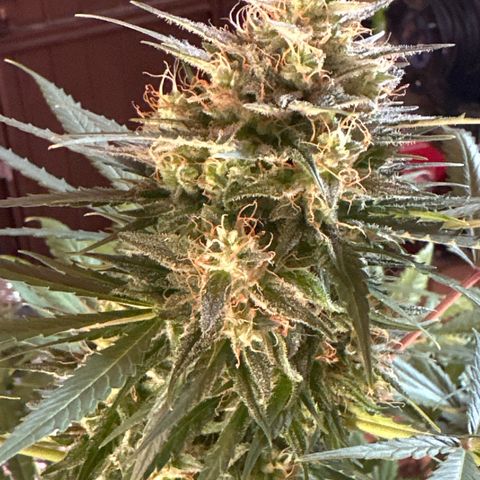 Northern Lights Auto 2 P growlog timeline photo